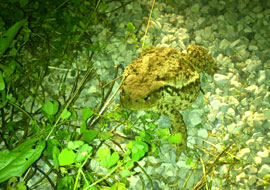 Bufo bufo in fattoria