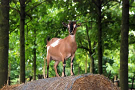 Capretta sul fieno