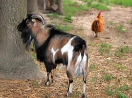 Caprone
