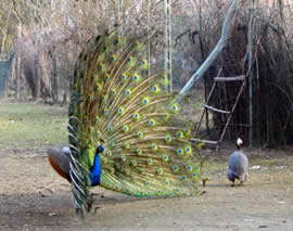 Pavone