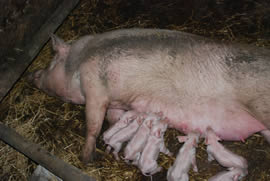 Scrofa che allatta i maialini