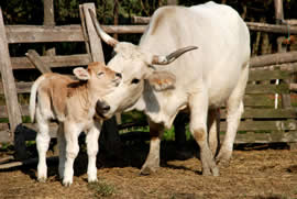 Coccole tra mucca e vitellino