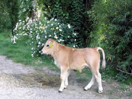 Vitellino