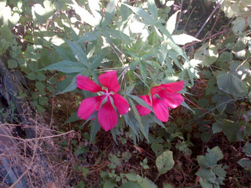 Gardens in motion, gardens of peace