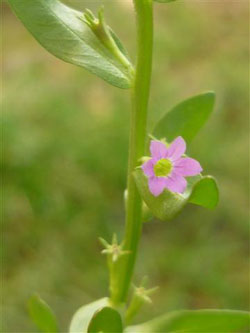 Selcerella