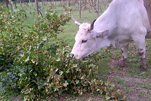 Vacca all'Agriturismo Altaura e Monte Ceva